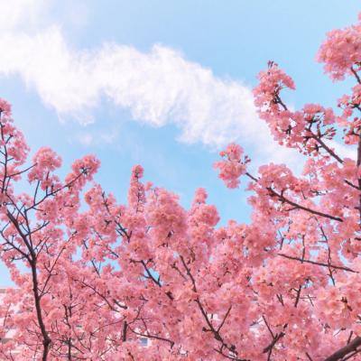 芝麻升官记红包版下载